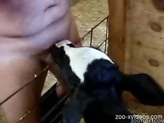 Goat licks man's penis in amateur zoo scenes