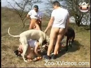 320px x 240px - Crazy outdoor group sex with animals on cam