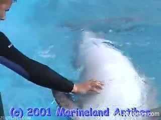 Man tries dolphin for a few scenes of zoophilia
