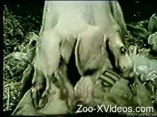 Vintage animality sex movie with farm animals and dogs