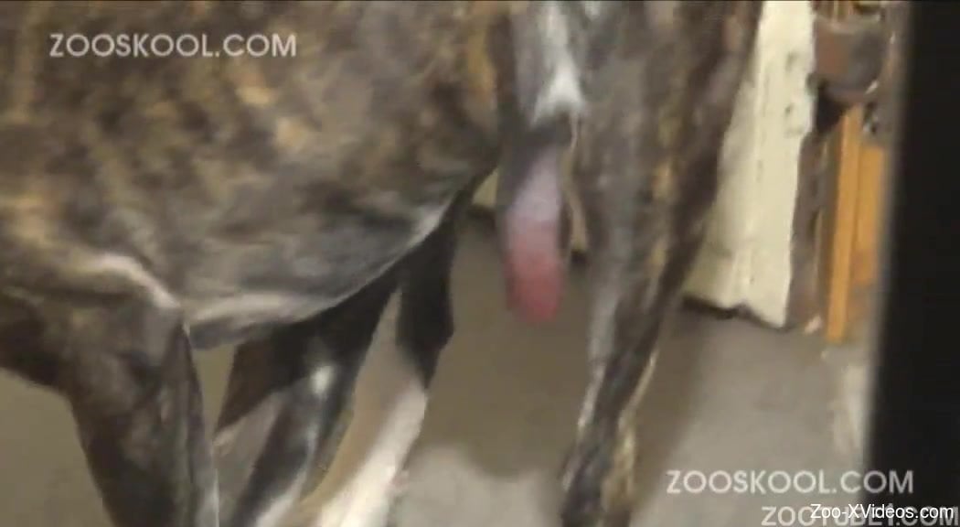 Anemalxxvideo - Good girl zoofil and trained dog fuck in Animal Porn XXX