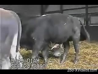 Big bull stays quiet in barn while man touches his erect cock