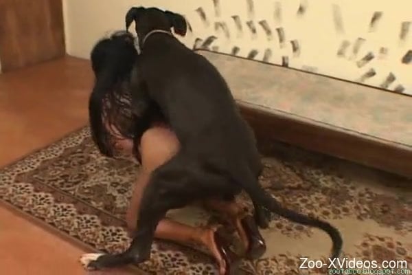Dogsex Xxxvidos - Huge black dog and petite brunette practice nasty sex together
