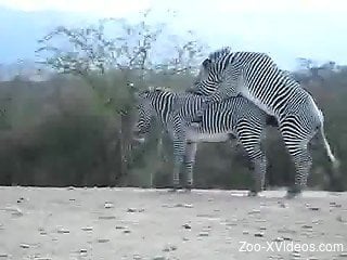 Nice video in which two wild Zebras make love in doggystyle