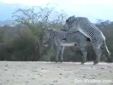 Zebra Xxxvideo - Nice video in which two wild Zebras make love in doggystyle