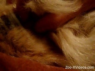 Close-up bestiality clip of guy having fun with hairy animal