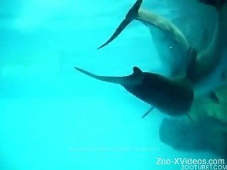 Amateur underwater zoophilia fetish with guy chasing female sh...