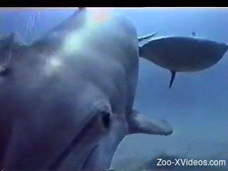 Underwater sealife amateur scenes of animal sexuality