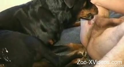 Sexy amateur zoophilia for a man and his trustful dog