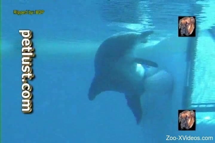 Dolphin Vagina Porn - Underwater zoophilia fetish with diver filming the dolphin vagina