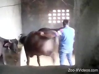 Farmer impaled his sexy cow in doggy style pose as he love