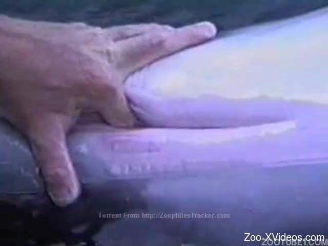 how I am stimulating a tight pussy of a sexy wet dolphin