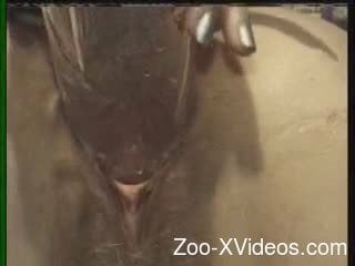 Awesome tight pussy penetrated by big black animal