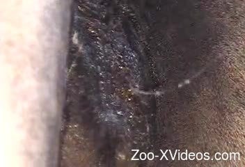 Zoo V Man Xvideo - Man Fuck horse