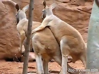 Good kangaroos are fucking in the doggy style pose