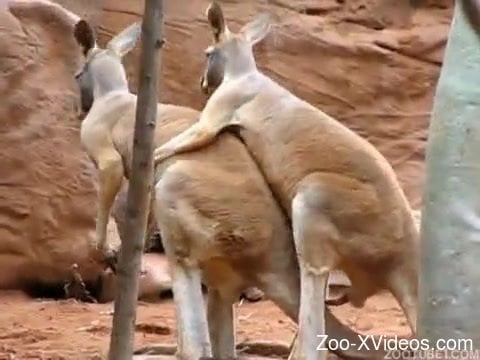 Www Cangaroo Xxx Video - Good kangaroos are fucking in the doggy style pose