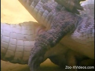Crocodile XXX