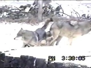 Pack of wolves enjoying a fascinating foursome