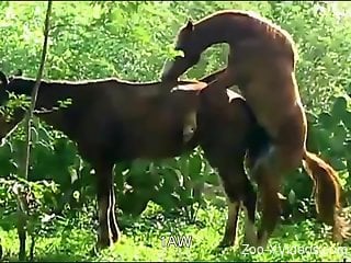 Two brown horses enjoying their outdoors passion session