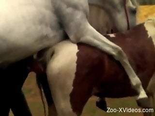 White stallion penetrates this mare's pussy from behind