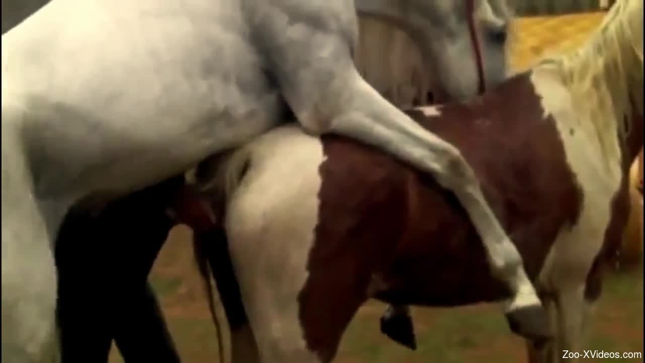 White stallion penetrates this mare