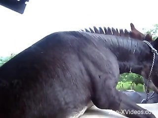 Big-dicked stallion destroying his mare's pussy