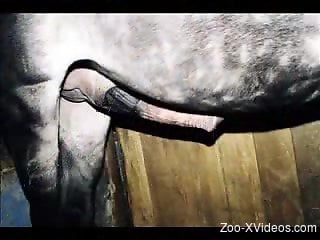 Compilation of amazing videos featuring horse dicks