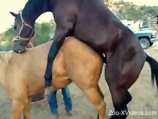 Horse mating are the delight of this zoo porn lover