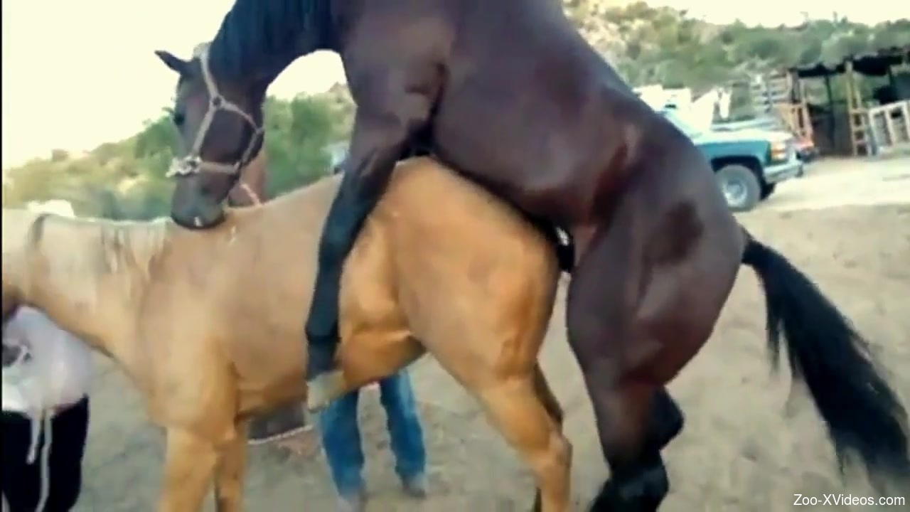 Horse and mare porn
