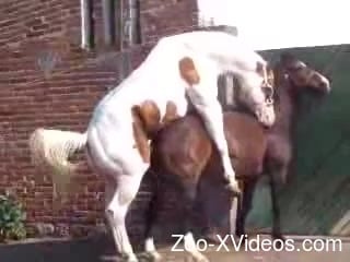 Porn Fucking Horses - Stallion fucks female horse and zoo porn love films it