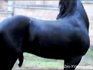 Stallion ass fucks female horse on cam