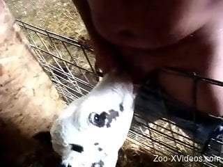 Man loves having the baby cow licking his dick