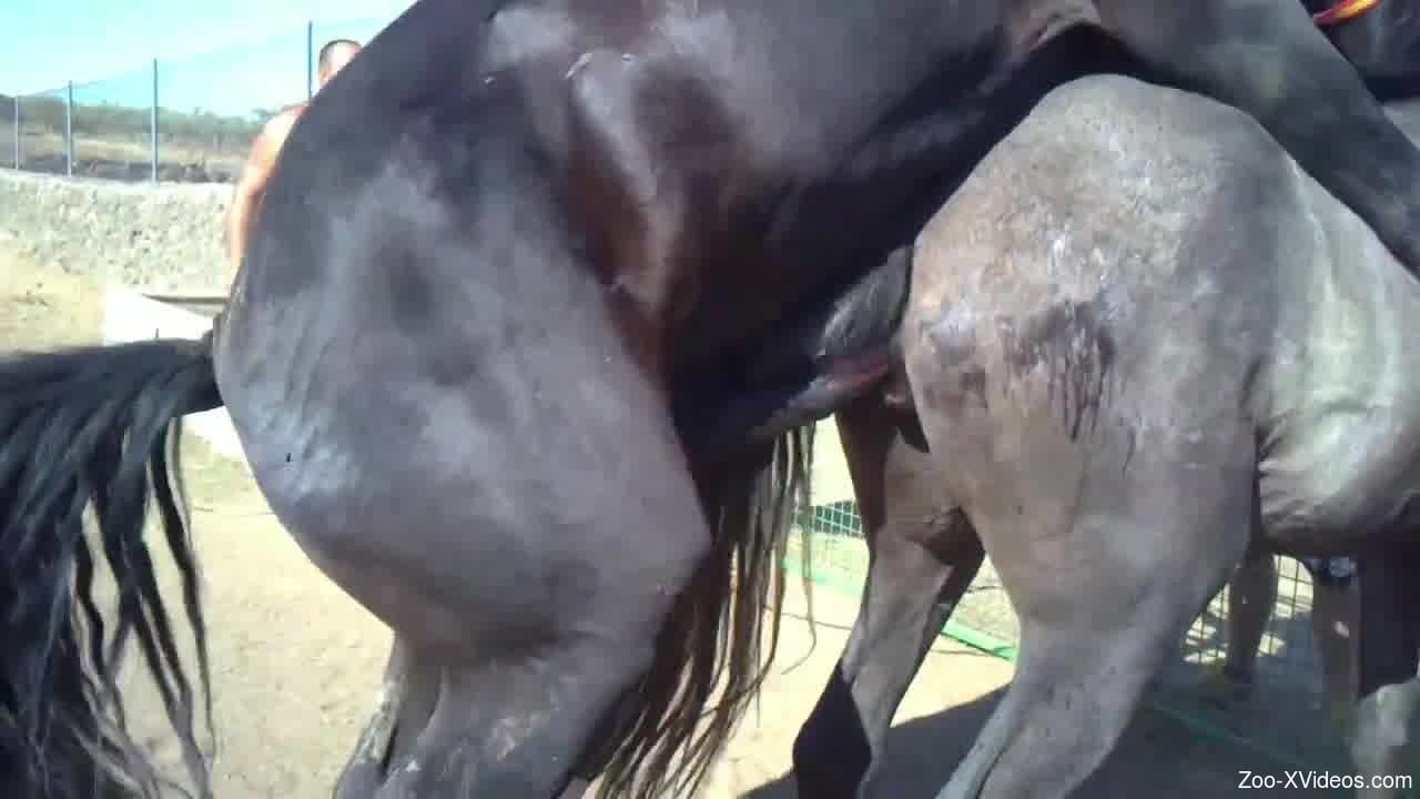 Sexy Mare Fuck - Big black stallion fucking a sexy mare from behind