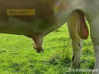 Voyeur video focusing on bull's big balls and cock