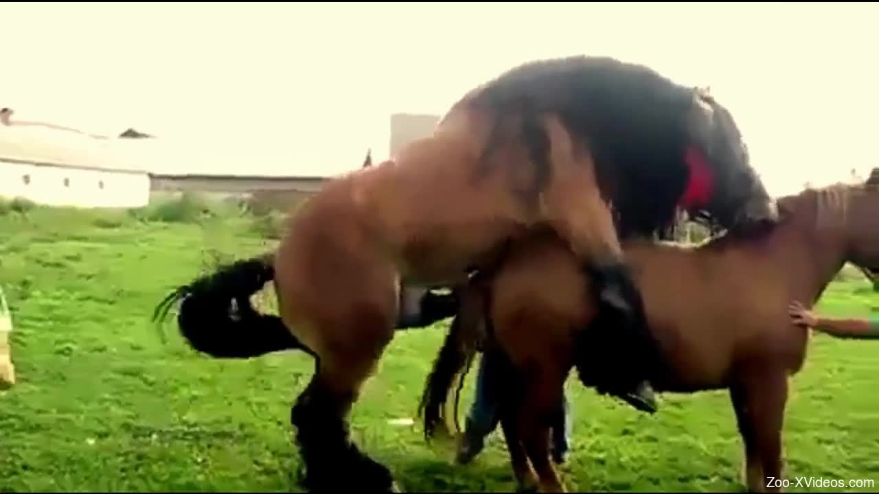 Fulking Sex Horse - Two sexy brown horses fucking each other outdoors