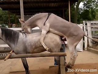 Two animals passionately boning in front of people