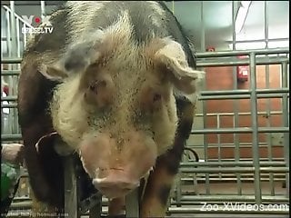 Voyeur-style bestiality sex video with sexy pigs