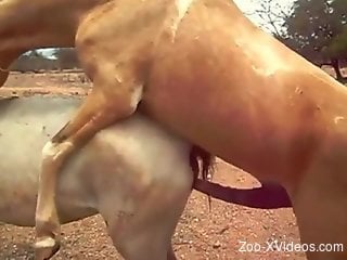 Brown stallion ravages a horny mare's pussy