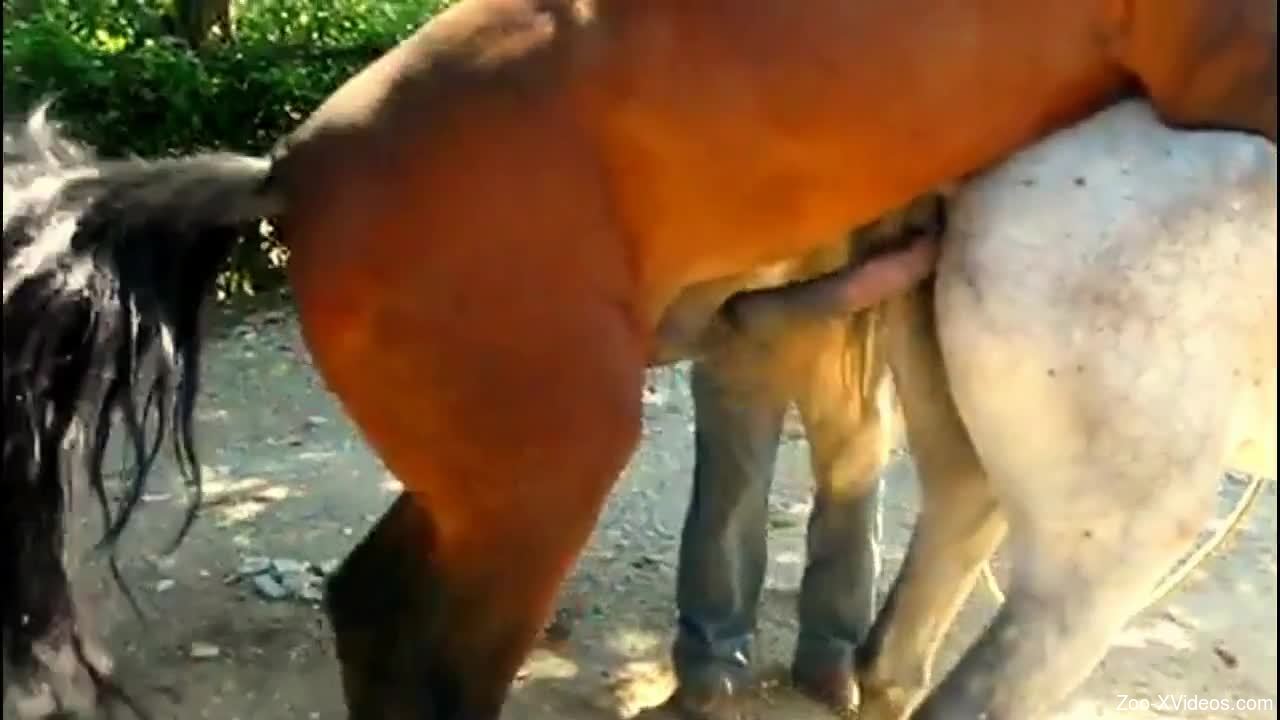 1280px x 720px - Brown horse drilling a white mare's cunt in public