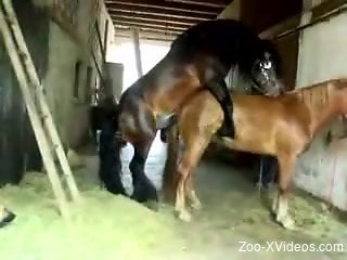 Voyeur bestiality porn with a very hung stallion
