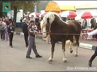 Shameless stallion showing off its dick in public