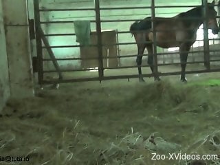 Hung stallion getting a sloppy blowjob from a teen