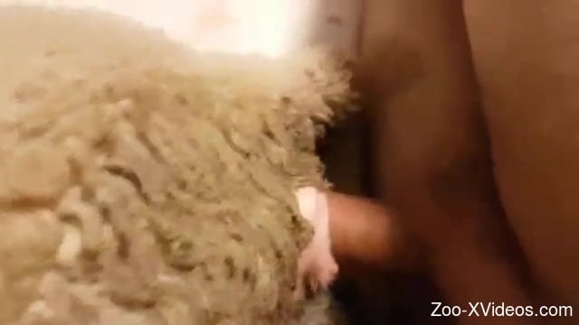 640px x 360px - Sheep pussy getting stretched out by a human cock