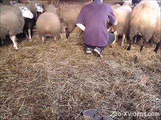 Sexy guy playing around with sheep pussy on camera
