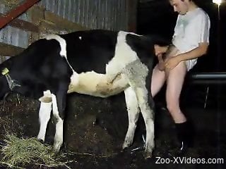 Skinny young zoophile fucks a cow pussy from behind