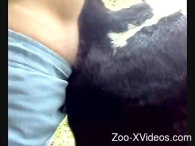 Cow Suck Men Dick - Cow sucks on a dude's cock and then gets fucked hard