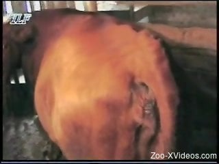 Dude fucks a cow's delicious-looking wrinkly pussy