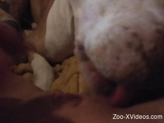 Doggy licks the pussy of a perverted zoophile