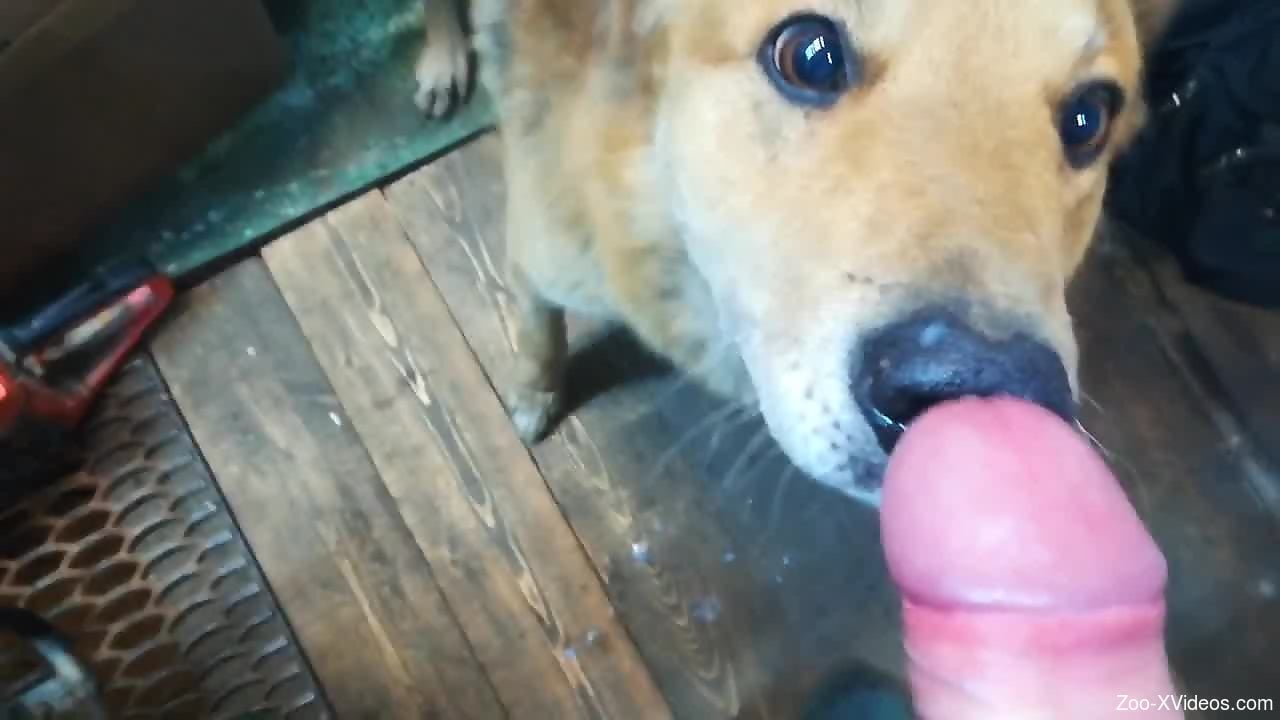Kinky dog licks this dude's dick in a POV video->