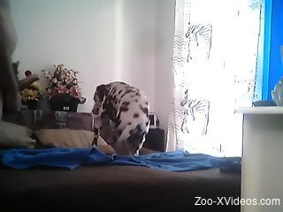 Dalmatian is here to suit the woman's needs for zoo sex